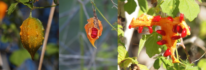 [Three photos spliced together. The left-most image is the yellow-green fruit hanging from a vine. The middle image is a dark orange fruit which has partially split open exposing red seeds filling the interior. The right photo is the orange fruit completely open. It is shaped like a tee with large red seeds attached to the edges of the tee. There are approximately five seeds per tee section.]